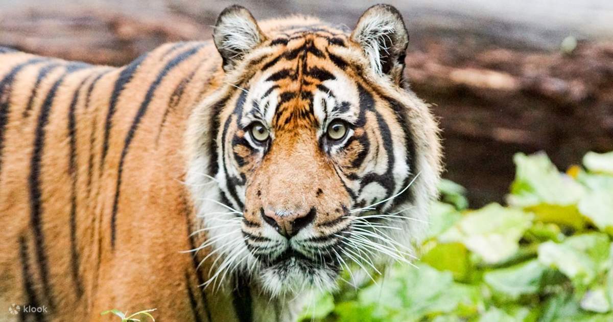 ペットントントン超獣絶版ソフビアリブンタ、ベロクロン、ドラゴリー 超獣 ベロクロン ドラゴリー ウルトラ怪獣500シリーズ